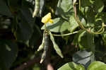 Hairy cowpea